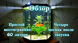 #Аквариум_60L четыре месяца после запуска. Обзор.