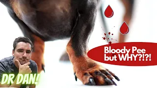 Why is your dog peeing blood?!?!