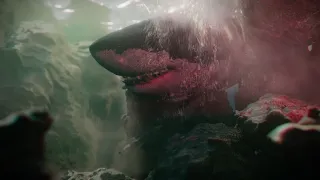 Underwater Shark FX