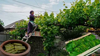 Traditional Stuffed Grape Leaves Recipe! - Collecting and marinating grape leaves in the village