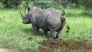 Носорог срёт под дабстеп