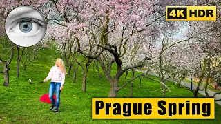 Prague Walking Tour to Petřín Hill for cherry blossom 🇨🇿 Czech Republic 4k HDR ASMR