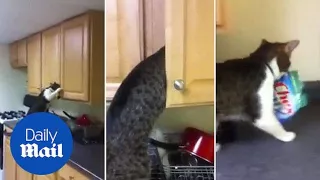 Enterprising cat opens kitchen cabinet and steals snacks - Daily Mail