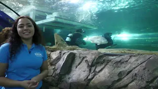 LIVE Grey Nurse Shark & Smooth Ray Feed | SEA LIFE Sydney Aquarium