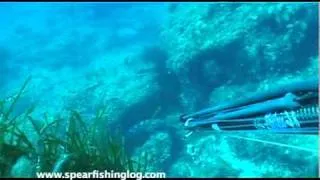 Spearfishing a large Camouflaged Sleeping Dusky grouper - Pesca Sub