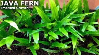 How to Propagate Java Fern Emersed!!! | My First Harvest!!!