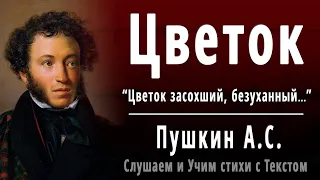 А.С. Пушкин "Цветок" (Цветок засохший, безуханный...) - Слушать и Учить аудио стихи