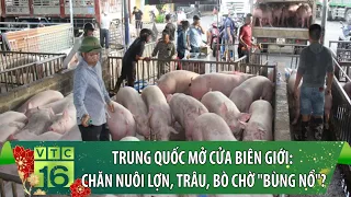 Trung Quốc mở cửa biên giới: Chăn nuôi lợn, trâu, bò chờ "bùng nổ"? | Nông thôn mới | VTC16