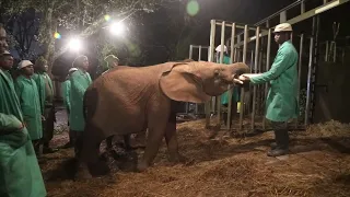 Rescued Orphaned Elephants Olorien Lodo, and Esoit Graduate to Ithumba | Sheldrick Wildlife Trust