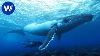 Caresser les baleines | Documentaire sur les merveilles de la nature entre ciel et mer (2/5)
