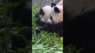 Twin Panda Cubs Bamboo Eating Show #panda #cubs #twins #babypanda #chongqingzoo #eatingshow #fypシ