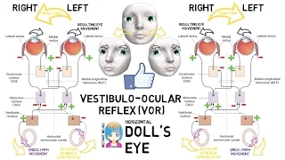 INSTANT NEURO - Doll's Eye