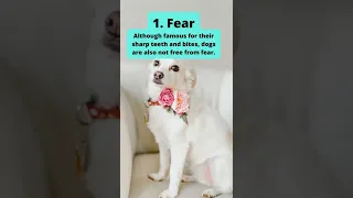 Dog have emotions like humans too / part 1