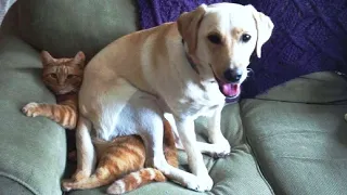 Funny Animals Videos 😂 - Funniest Cats and Dogs 😸🐶 120