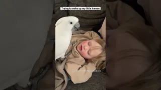 When Marni the Cockatoo wants to wake up his human brother Rémi. 👦