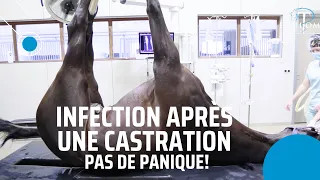 Vétérinaire: Infection suite à la castration d'un cheval.