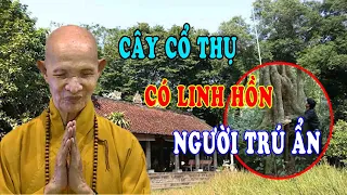 Cây Cổ Thụ Có linh Hồn Trú Ẩn  - Chuyện Tâm Linh HT Thích Giác Hạnh Mới Nhất