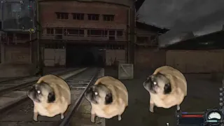 Pugs dance to the radio of bandits from stalker 1 hour