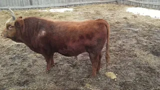 Калмыкия Самые большие быки