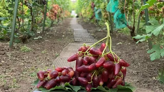 Экскурсия по винограднику: Барсум, Кишмиш Ютал, Монолит, Хелена, Дубовский Розовый, Богема и другие