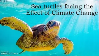 Sea Turtles facing the Effects of Climate Change