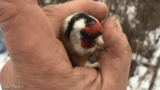 Ловля шикарных певчих птиц на новом месте, мп3 манки в описании под видео, Дача 26 11 22