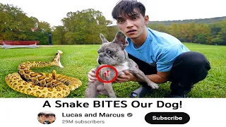 This YouTuber Puts His Dog In Danger For Views