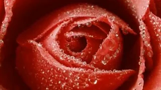 Лечебные свойства розы