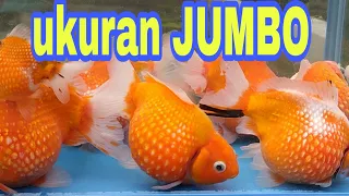 ikan mas koki mutiara - ukuran JUMBO