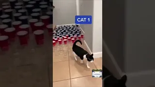 три кота против стаканчиков ,  полоса препятствий  three cats against cups , obstacle course