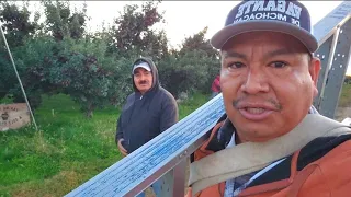 Soy De michoacan y trabajo aquí en Washington cosechando manzanas 🍎