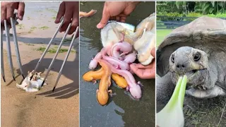 Catching eels,fish and crab or catching seafood deep sea octopus from tiktok china/ Sokchan 4X EP.15