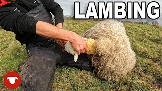 Have you ever seen a LAMB this BLOATED?   |   DAY 2 Lambing 23