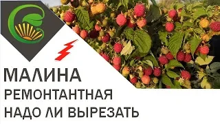 малина ремонтантная нужно ли вырезать