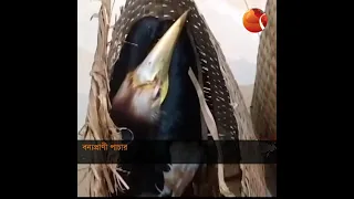 বাঁশখালী থেকে অতিবিরল প্রজাতির ৪টি রাজ ধনেশ পাখি উদ্ধার, আটক ২ | Channel 24