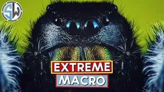 An introduction to extreme macro photography - Kind of!