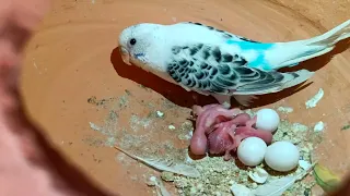 spangle budgies breeding progress