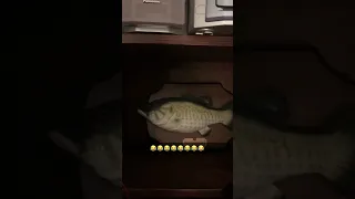 Big Mouth Billy Bass Takes Big Fall