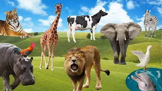 50 Animals Name and Sounds