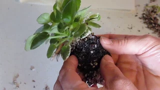 African Violet sucker removal Pt. 1