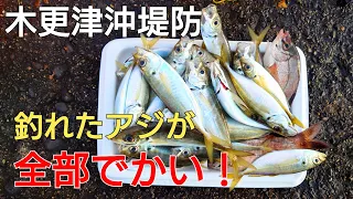 12月の【木更津沖堤防】朝の短い時合いでサビキをやったら良いサイズのアジが入れ食い！