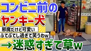 【2ch動物スレ】コンビニ前のヤンキーみたいなイッヌ発見→迷惑すぎて草ｗｗｗ