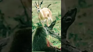 Baby impala was eaten by a baboon near the mom #shorts