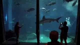 Maui Ocean Center in less than 90 seconds #seeMaui