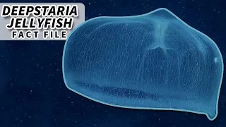 Deepstaria Jellyfish Facts: the BLANKET of the DEEP | Animal Fact Files