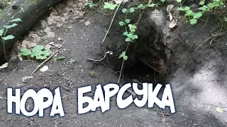 Нора барсука