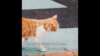 некрасивый кот, Бродский