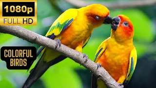 Most Colorful Birds in FHD |  Beautiful Birds Sound in the Forest