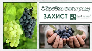 Перша і друга обробки винограду. Захист винограду від розпускання бруньок по період перед цвітінням