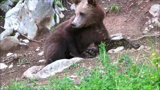Brown Bear Watching Croatia